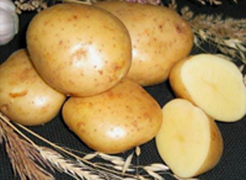Семенной сортовой картофель