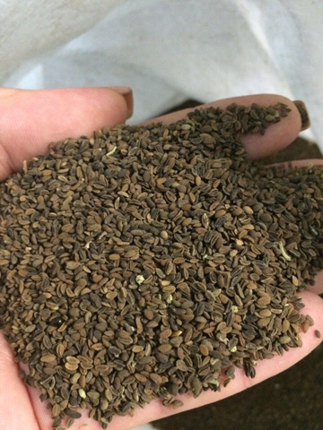 Семена для сидератов лиханов семен михайлович